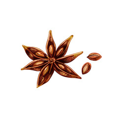 Anise spice fruit with seed. Vector vintage engraved