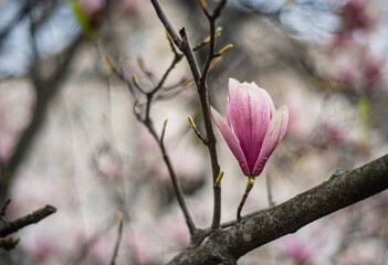 blooming magnolia close-up in early spring, fresh buds of pink magnolia in a city park, magnolia 