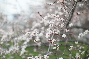 blooming apricot blooms and pleases everyone around