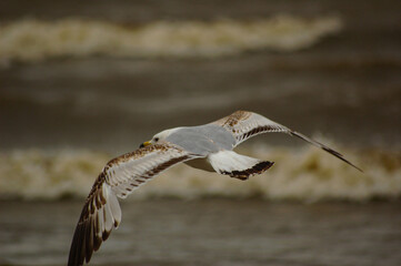 seagull in flight