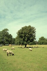 Sheep in a meadow.