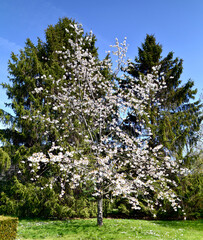 View on Cherry tree in Europe. Behind two spruce trees