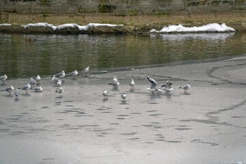 Fototapeta premium 2021 - 01 - Schneelandschaft - Schneelandschaft 61 