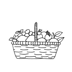 A basket filled to the brim with citrus fruits: lemons, oranges, tangerines, limes. Vector outline icon in doodle style on white background.