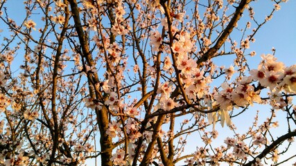 branches against blue sky