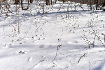 Winter landscape of Odaesan Mountain in South Korea