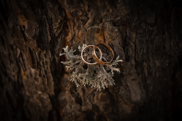 Gold wedding rings on a background of brown textured tree bark and gray moss, lichen in the center of the frame.