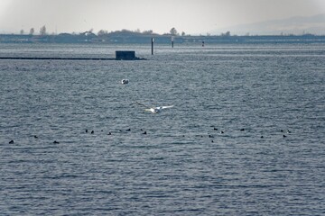 Obraz premium 2021 - 02 - Neu Amerika - Neu Amerika 62 