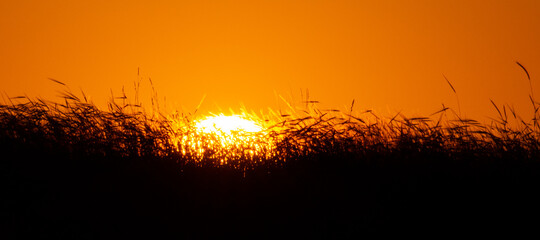 Burning sun. the sun is going down behind the grass.