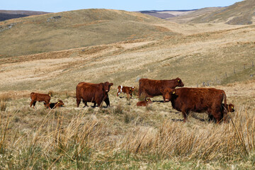 A small herd of brown hairy cows with calves grazing in the Welsh hills in Ceredigion, UK.