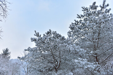 Snowy landscape of Seonunsan Mountain in Gochang, Korea