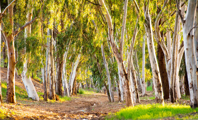 A  path between Eucalyptus trees.