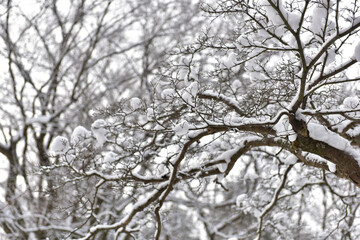 Snowy landscape of Seonunsan Mountain in Gochang, Korea