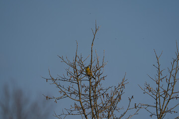 A Yellowhammer Emberiza citrinella sits on a tree in the morning