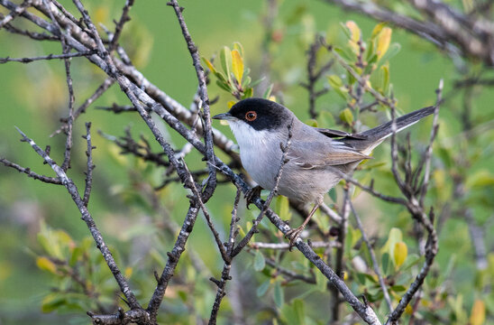 Male Sardinian Warbler