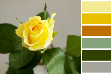 modern yellow, green and grey colour palette