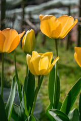 Close up yellow tulips. Sunnym happy day.