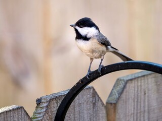 Finch bird perched on on a fence in the spring in nature, wildlife avian animal up close with its wings and feathers.