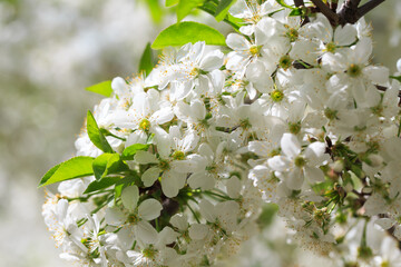 Flowering cherry against a blue sky. Cherry blossoms. Spring background.