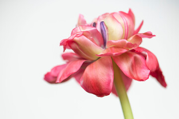 Obraz na płótnie Canvas Tulpe in weiß/rosa/pink/lila/grün, Hintergrund weiß, close up