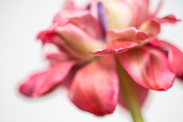 Tulpe in weiß/rosa/pink/lila/grün, Hintergrund weiß, close up