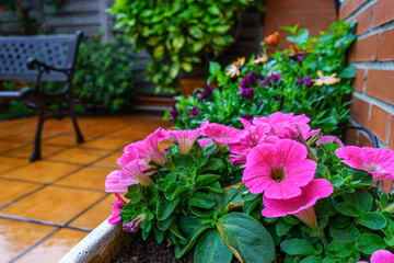 Obraz premium Petunia flowers in planter on a rainy spring day.