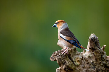 Kernbeißer - Coccothraustes coccothraustes 