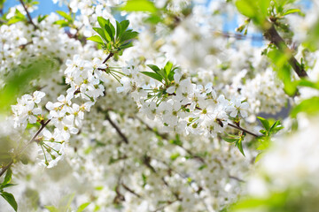 Flowering cherry against a blue sky. Cherry blossoms. Spring background.