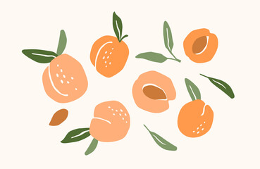 Set of drawn apricots. Vector illustration. Isolated elements