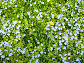 Niebieskie, błękitne małe kwiatki pośród trawy © Piotr