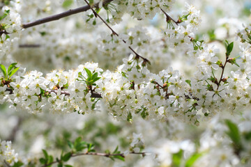Flowering cherry against a blue sky. Cherry blossoms. Spring background.