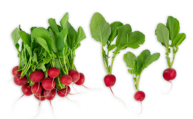 Fresh red garden radish isolated on white background