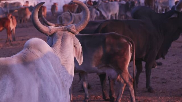 White cow watching one side in gow-sala,cattle Shed Rural India,indian dairy farming,