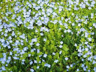 Obraz na płótnie Canvas Niebieskie, błękitne małe kwiatki pośród trawy