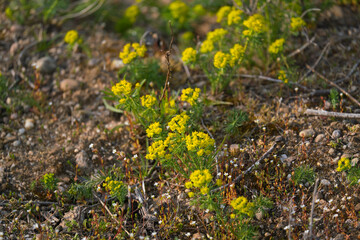 the woad in flower Isatis tinctoria known also as dyer's woad or glastum