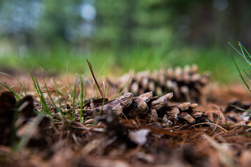 Two pine cones lay on the forest floor.