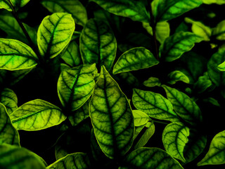 Beautiful abstract green flowers on dark background and yellow flower frame and green leaves texture, green background, dark theme, green leaves texture