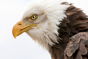 American bald eagle, close up headshot
