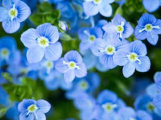 Niebieskie, błękitne małe kwiatki pośród trawy © Piotr