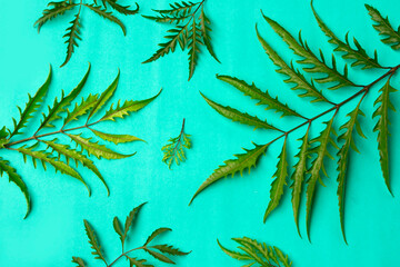 flat lay of green leaves on green background