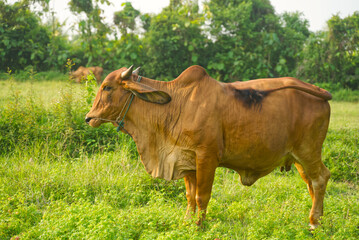 A red cow, a native of Thailand in the middle of a green meadow, is using its tail to fend off flies on its back.
