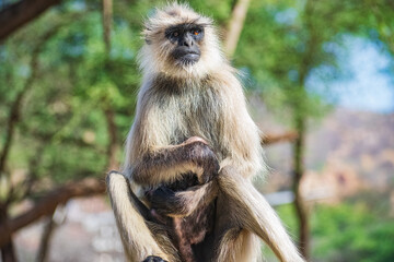 Monkey sitting on a wall