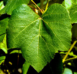 a young green leaf on a vine bush growing in a garden lit by the spring sun
