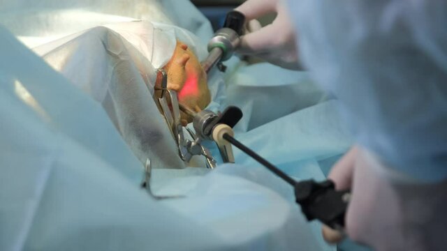 Veterinarian with Assistant Doing Surgery of a Dog in a Clinic. Close up. Medical Treatment and Healthcare of Pet Concept
