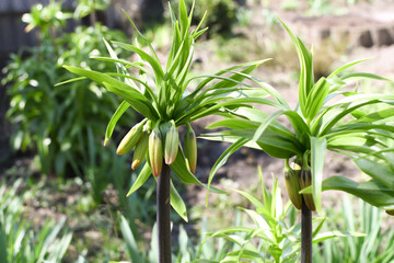 Large bushes of lily flowers in the garden with closed buds. Spring awakening of nature.