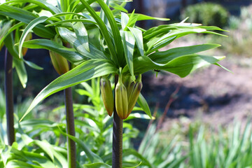 Large bushes of lily flowers in the garden with closed buds. Spring awakening of nature.