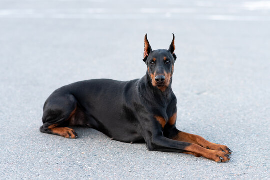 Doberman pinscher lies on an asphalt road.