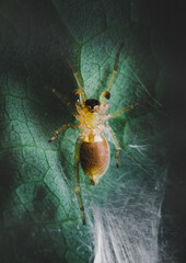 Closeup of a Leafcurling Sac Spider