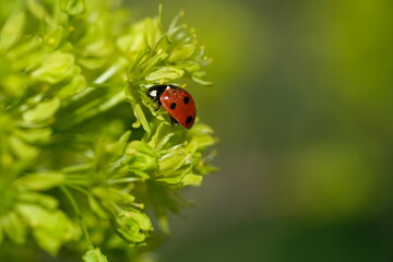 A ladybug sits on a bud. Sunny day.