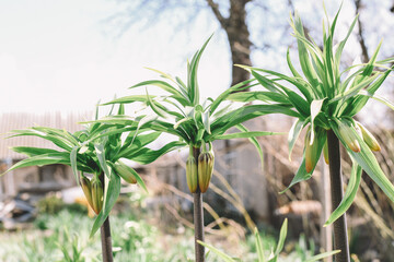 Fototapeta premium Large bushes of lily flowers in the garden with closed buds. Spring awakening of nature.